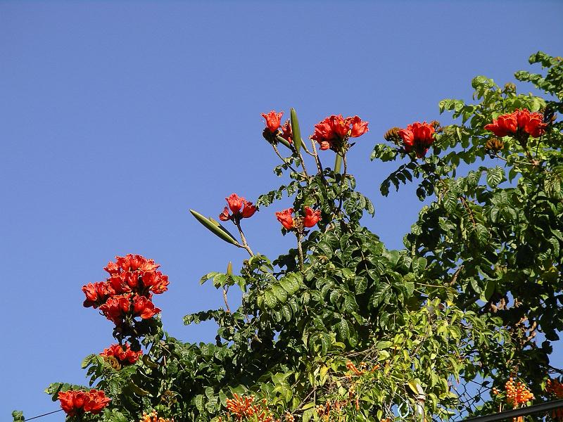 vallarta 049a.jpg